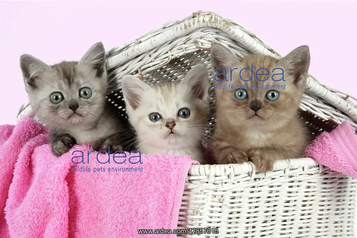 : Cat. Asian. Black smoke, Chocolate classic tabby : Cat. Asian. Black smoke, Chocolate classic tabby
