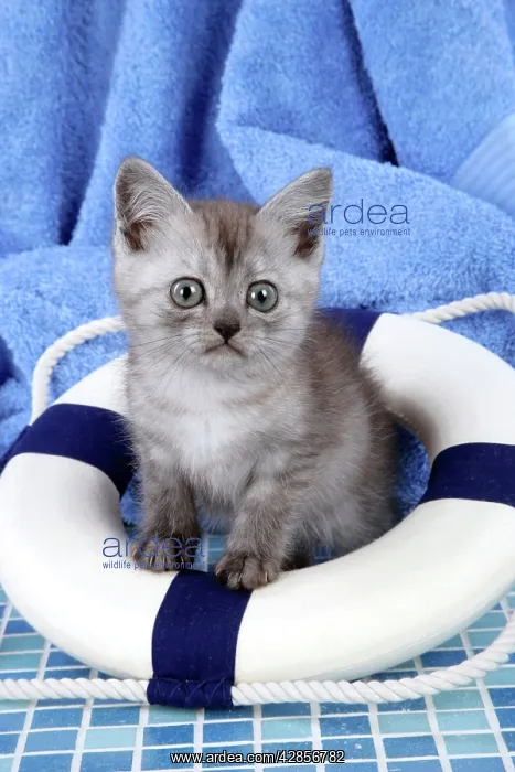 : Cat - Asian - black smoke kitten (8 weeks) sitting : Cat - Asian - black smoke kitten (8 weeks) sitting
