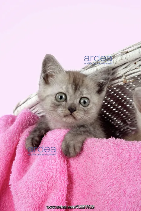 : Cat. Asian. Black smoke kitten (8 weeks) in wicker : Cat. Asian. Black smoke kitten (8 weeks) in wicker