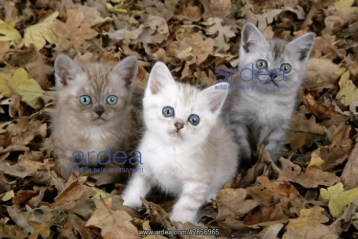 : Cat. Asian. Brown classic tabby smoke, Chocolate : Cat. Asian. Brown classic tabby smoke, Chocolate