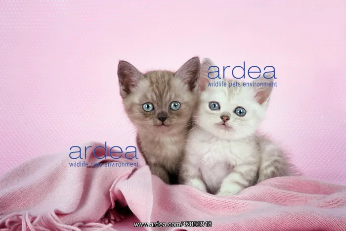  : Cat. Asian. Brown classic tabby smoke kitten (8