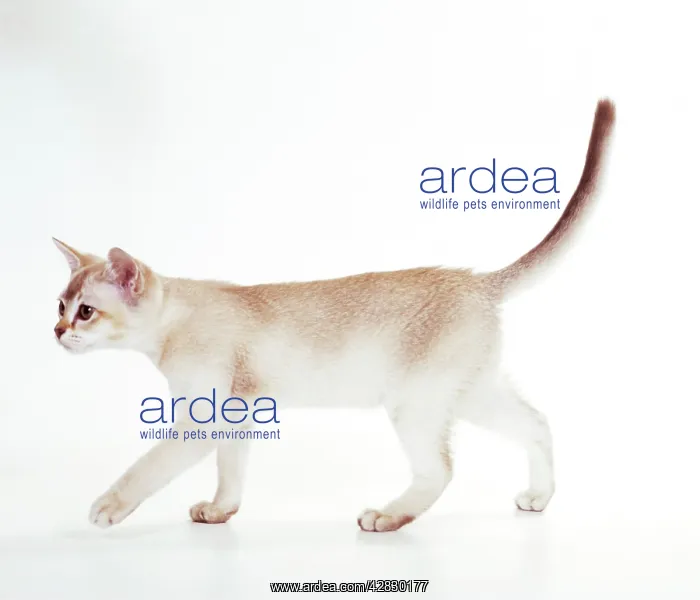 : CAT - ASIAN CARAMEL TABBY - with tail raised : CAT - ASIAN CARAMEL TABBY - with tail raised