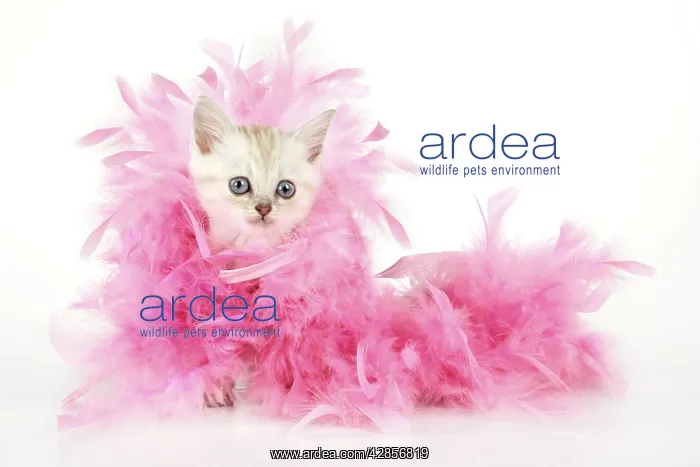 : Cat. Asian. Chocolate classic tabby kitten (8 weeks) : Cat. Asian. Chocolate classic tabby kitten (8 weeks)
