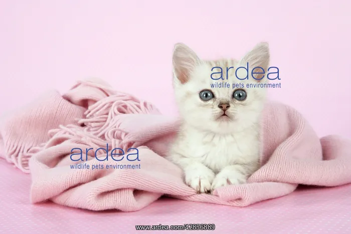 : Cat. Asian. Chocolate classic tabby kitten (8 weeks) : Cat. Asian. Chocolate classic tabby kitten (8 weeks)