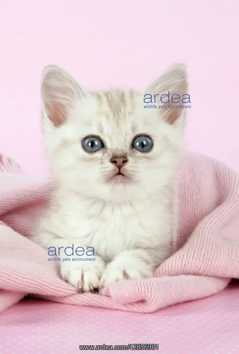 : Cat. Asian. Chocolate classic tabby kitten (8 weeks) : Cat. Asian. Chocolate classic tabby kitten (8 weeks)