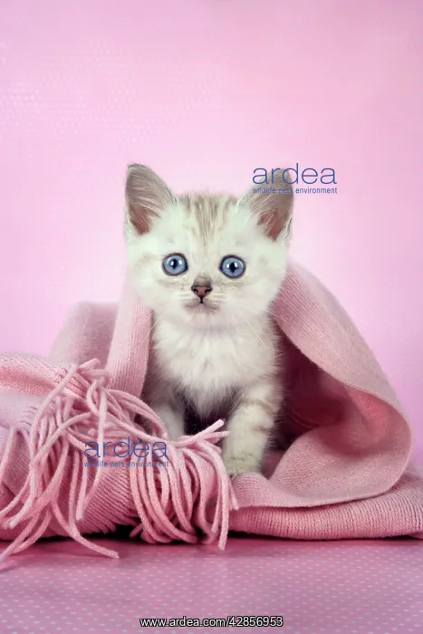 : Cat. Asian. Chocolate classic tabby kitten (8 weeks) : Cat. Asian. Chocolate classic tabby kitten (8 weeks)