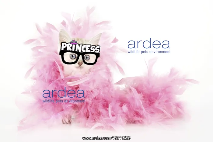 : Cat. Asian. Chocolate classic tabby kitten (8 weeks) : Cat. Asian. Chocolate classic tabby kitten (8 weeks)