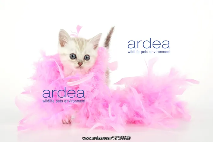 : Cat. Asian. Chocolate classic tabby kitten (8 weeks) : Cat. Asian. Chocolate classic tabby kitten (8 weeks)