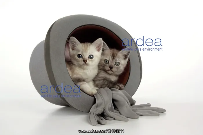 : Cat. Asian. Chocolate classic tabby kitten (8 weeks) : Cat. Asian. Chocolate classic tabby kitten (8 weeks)