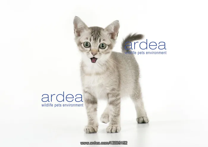 : CAT Asian kitten 7 weeks old chocolate ticked tabby shock / surprise expression : CAT Asian kitten 7 weeks old chocolate ticked tabby shock / surprise expression