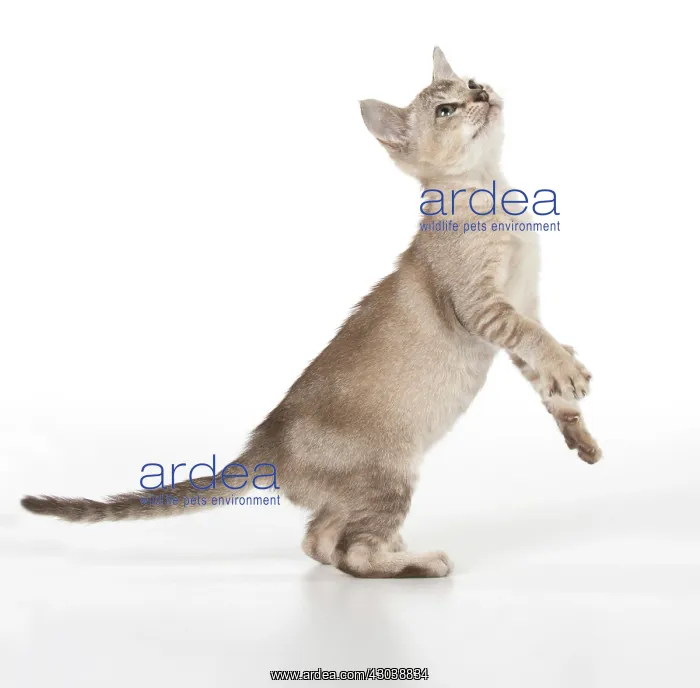 : CAT. Asian kitten 8 weeks old ( chocolate ticked ) : CAT. Asian kitten 8 weeks old ( chocolate ticked )