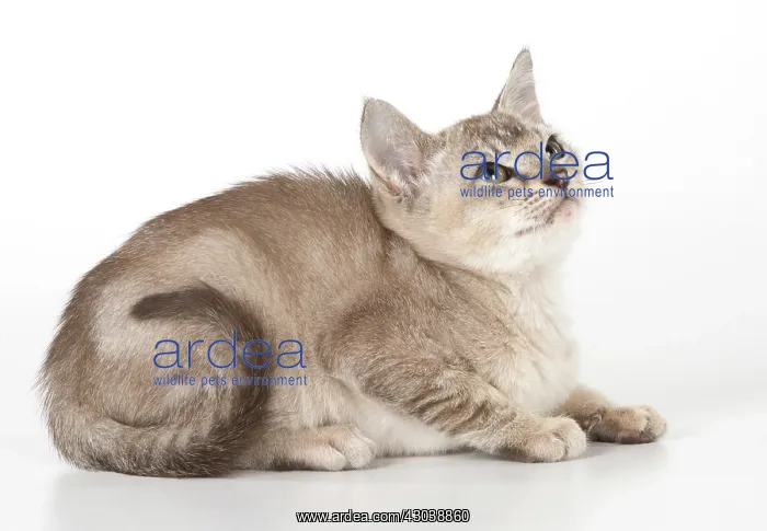 : CAT. Asian kitten 8 weeks old ( chocolate ticked ) : CAT. Asian kitten 8 weeks old ( chocolate ticked )