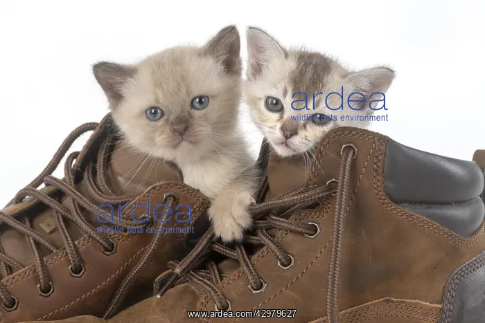 : CAT. Asian kittens, 5 weeks old, in boots : CAT. Asian kittens, 5 weeks old, in boots