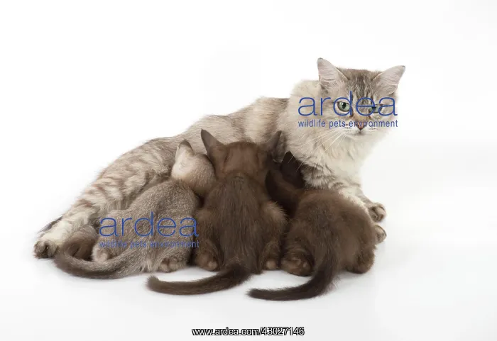 : Cat Asian (self chocolate) 7 week old kittens : Cat Asian (self chocolate) 7 week old kittens