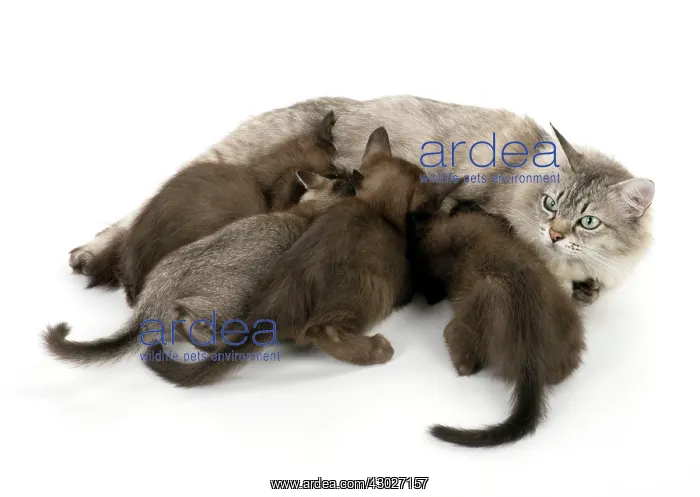 : Cat Asian (self chocolate) 7 week old kittens : Cat Asian (self chocolate) 7 week old kittens