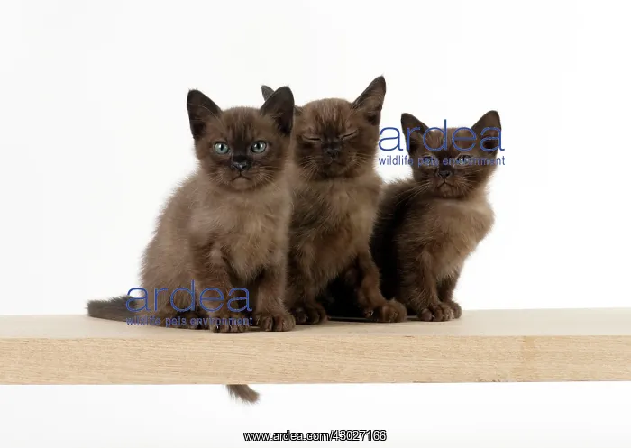  : Cat Asian (self chocolate) 7 week old kittens