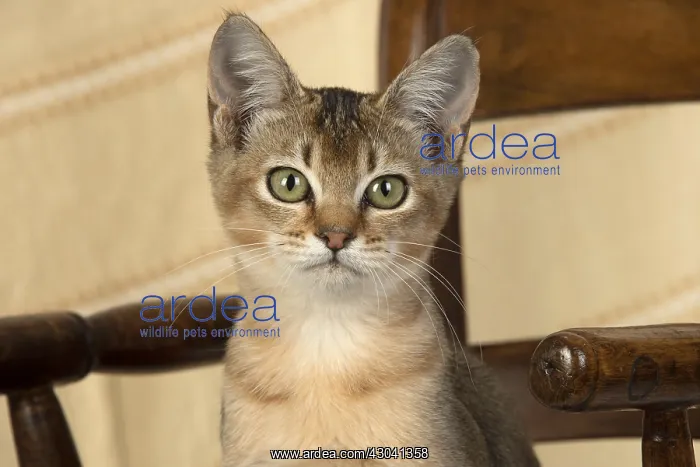  : CAT. Asian ticked tabby on a chair