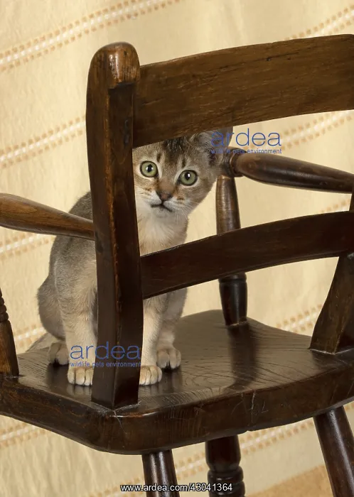  : CAT. Asian ticked tabby on a chair