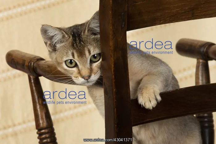  : CAT. Asian ticked tabby on a chair