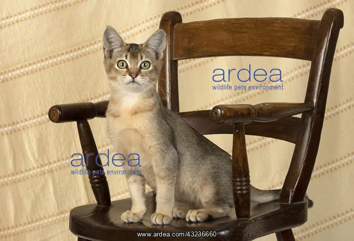  : CAT. Asian ticked tabby on a chair