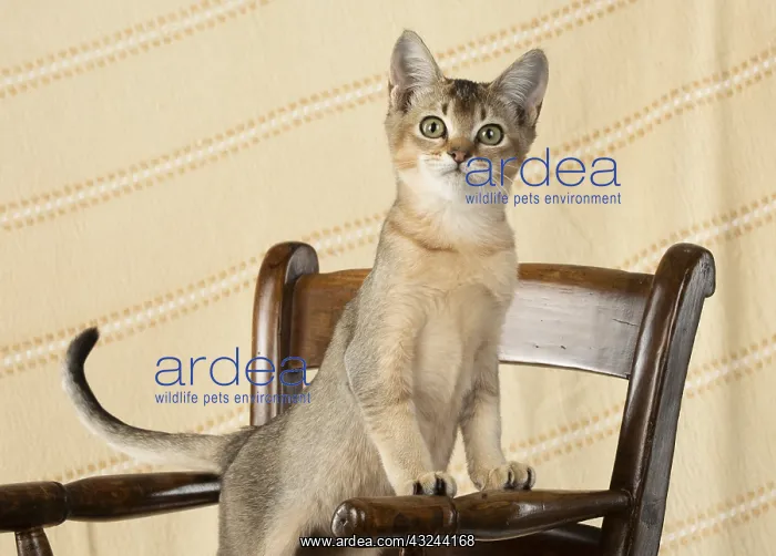  : CAT. Asian ticked tabby on a chair