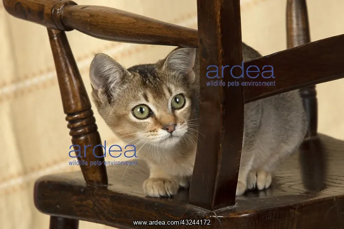  : CAT. Asian ticked tabby on a chair