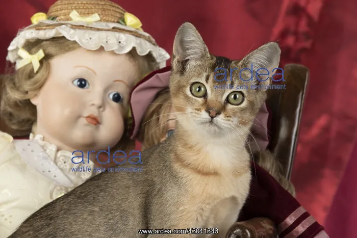  : CAT. Asian ticked tabby, with dolls