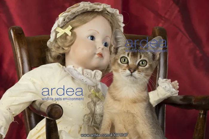  : CAT. Asian ticked tabby, with dolls