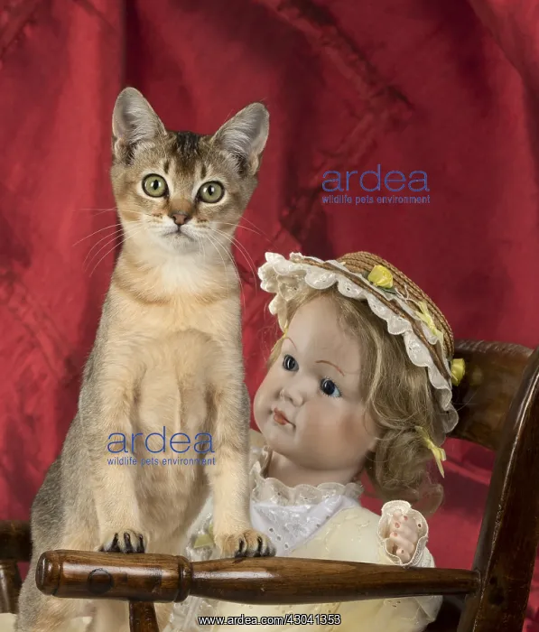  : CAT. Asian ticked tabby, with dolls