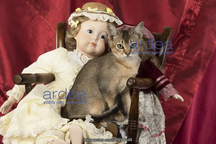  : CAT. Asian ticked tabby, with dolls