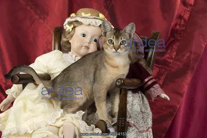  : CAT. Asian ticked tabby, with dolls