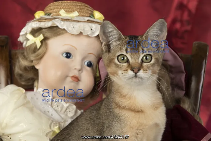  : CAT. Asian ticked tabby, with dolls
