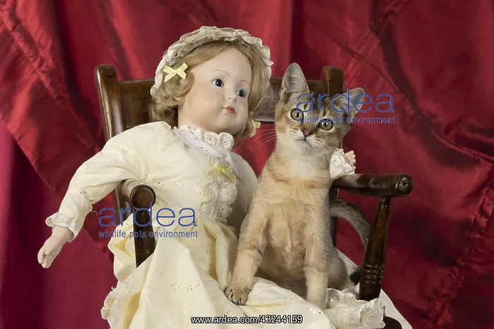  : CAT. Asian ticked tabby, with dolls