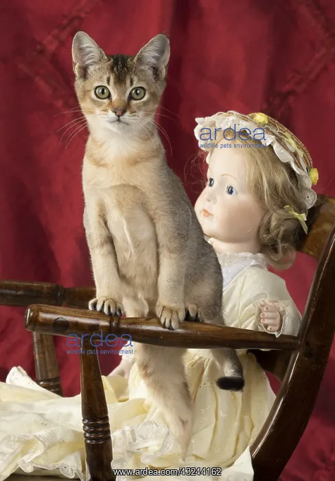  : CAT. Asian ticked tabby, with dolls