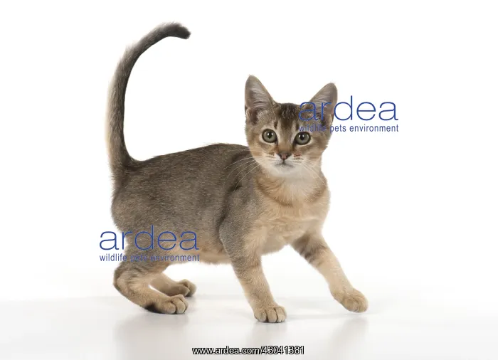 : CAT, Asian ticked tabby, studio white : CAT, Asian ticked tabby, studio white