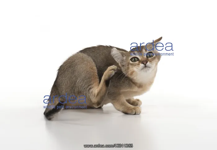  : CAT, Asian ticked tabby, studio white, scatching its ear