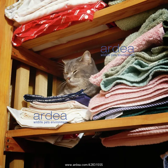 : Cat - asleep in airing cupboard : Cat - asleep in airing cupboard