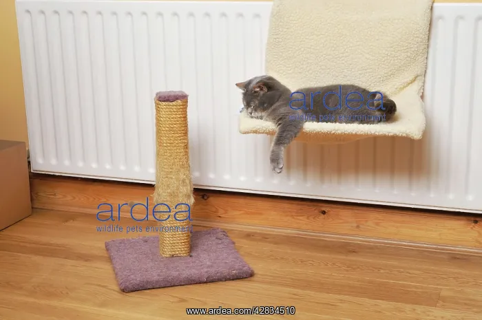 : Cat asleep on cat bed next to scratching post : Cat asleep on cat bed next to scratching post
