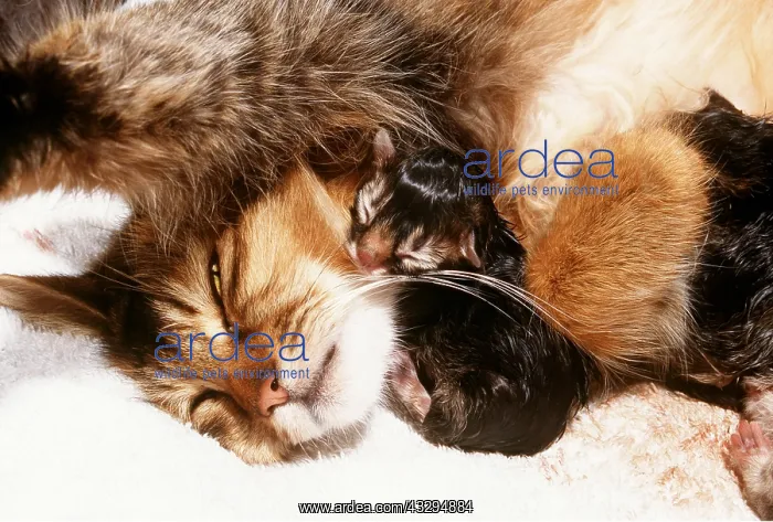 : CAT - asleep with newborn kitten : CAT - asleep with newborn kitten