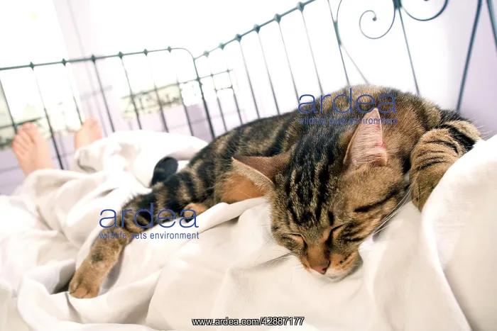 : Cat - asleep on owner's bed : Cat - asleep on owner's bed