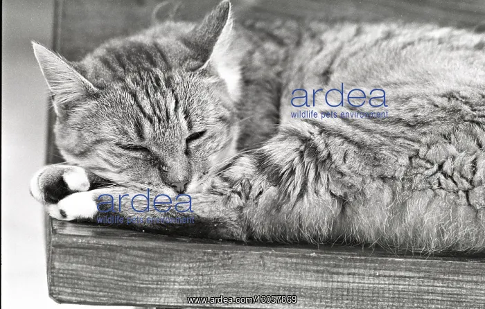 : Cat asleep Refuge of Beauregard France : Cat asleep Refuge of Beauregard France