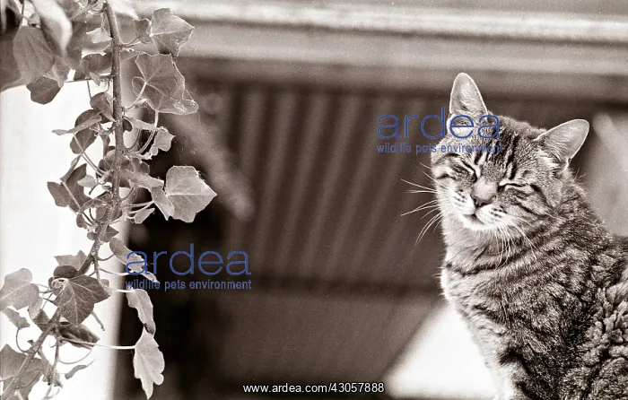 : Cat asleep Refuge of Beauregard France : Cat asleep Refuge of Beauregard France