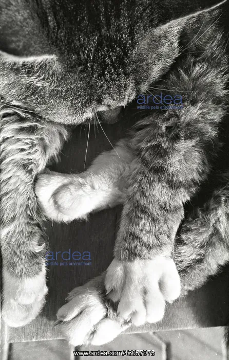 : Cat asleep Refuge of Beauregard France : Cat asleep Refuge of Beauregard France