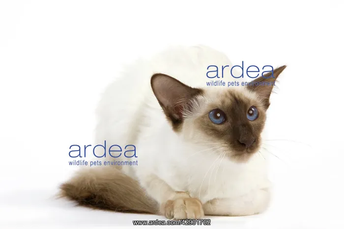 : Cat - Balinais : Cat - Balinais