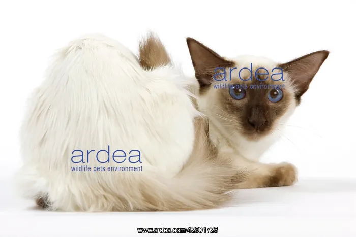 : Cat - Balinais : Cat - Balinais