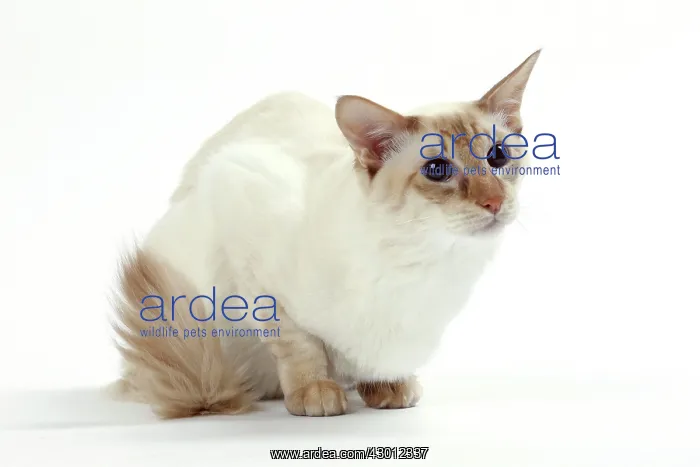  : Cat Balinese