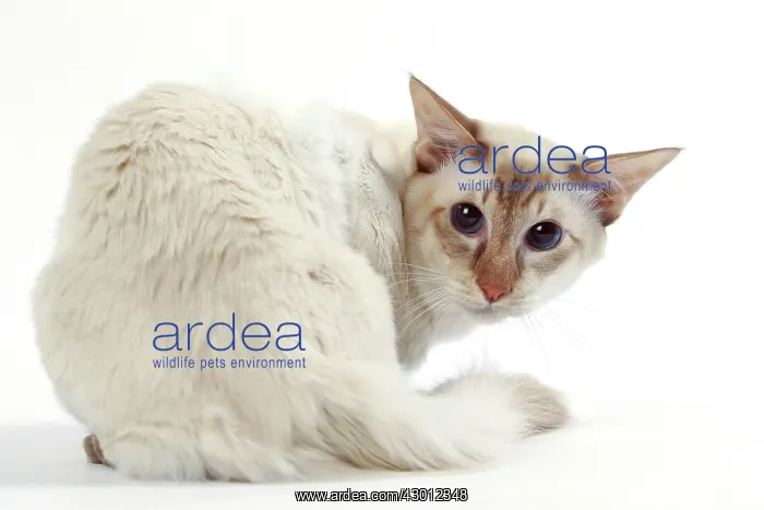  : Cat Balinese