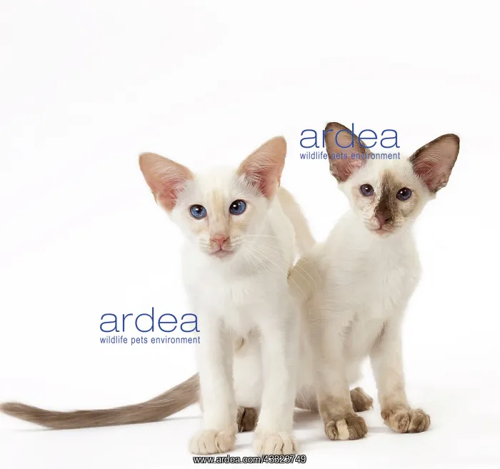 : Cat - Balinese : Cat - Balinese