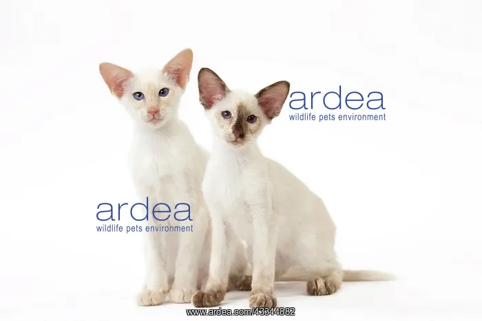  : Cat - Balinese