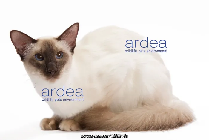  : Cat - Balinese Chocolate point
